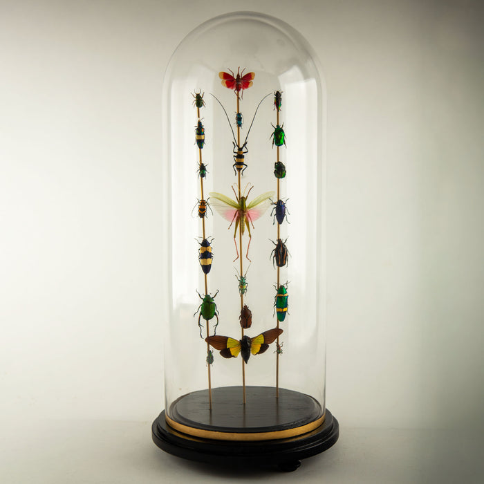 Totems II by Hasharat – Entomological Sculpture Under a 19th Century Glass Dome