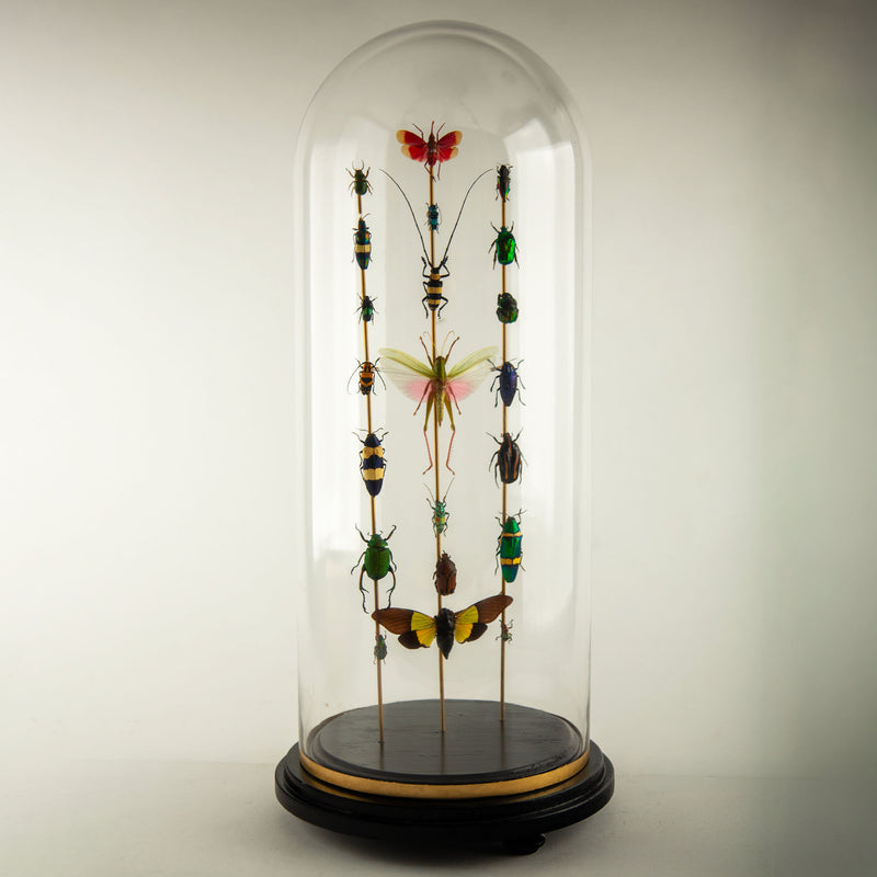 Totems II by Hasharat – Entomological Sculpture Under a 19th Century Glass Dome