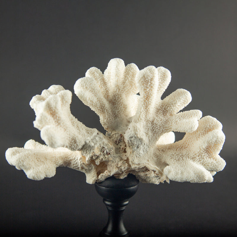 Sculptural White Cat’s Paw Coral on Italian Black Lacquer Pedestal