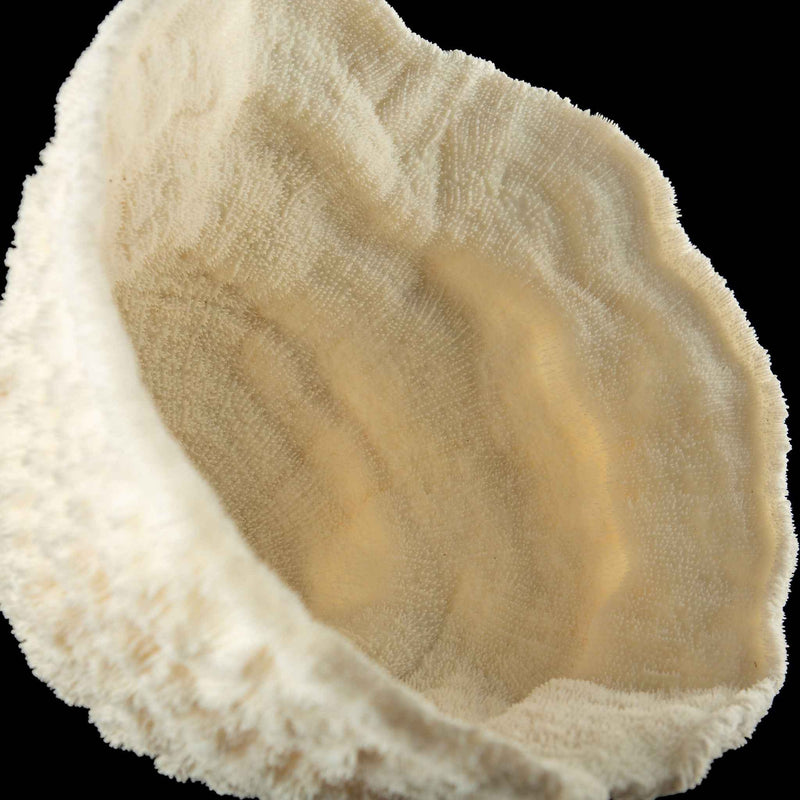Mounted Natural Specimen of Cup Coral