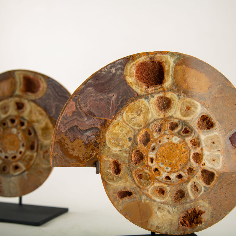 Pair of Jurassic–Cretaceous Polished Ammonite Fossils on Stands