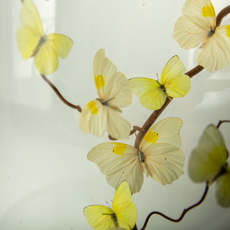 Spun Sugar by Hasharat Butterfly Specimen Display Under Glass Dome