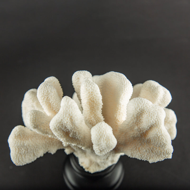 White Cat’s Paw Coral Specimen on Hand-Turned Italian Black Lacquer Pedestal