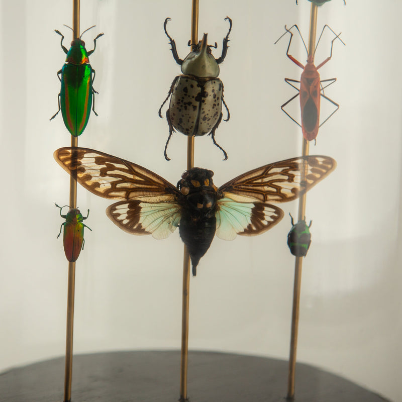 Hasharat, Totems III: Entomological Composition in a 19th-Century Glass Dome
