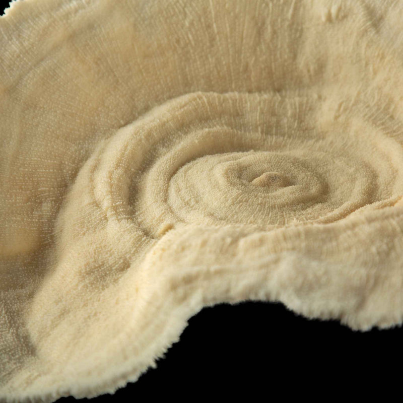 Mounted Natural Specimen of Cup Coral