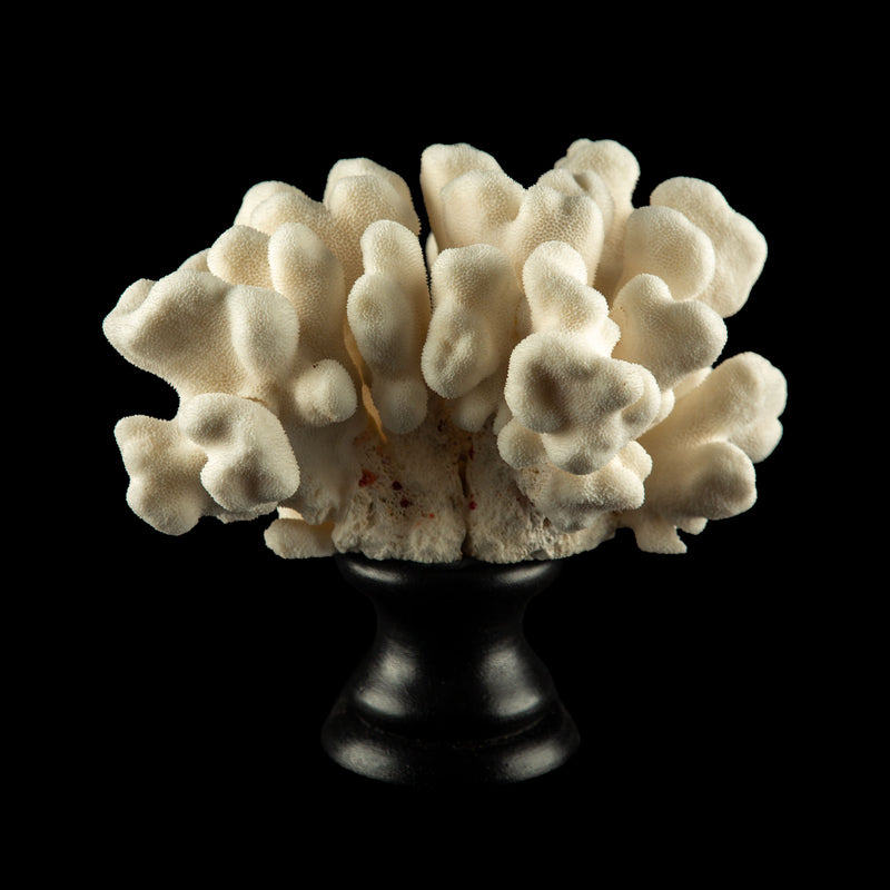 Mounted Elk Coral