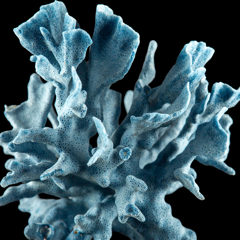 Mounted Blue Coral