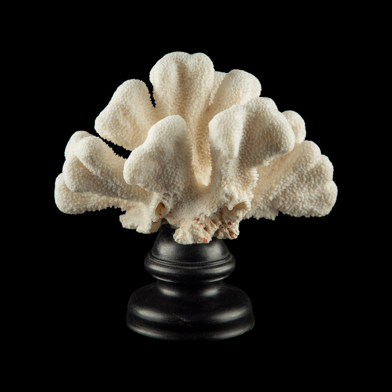 Mounted Catspaw Coral
