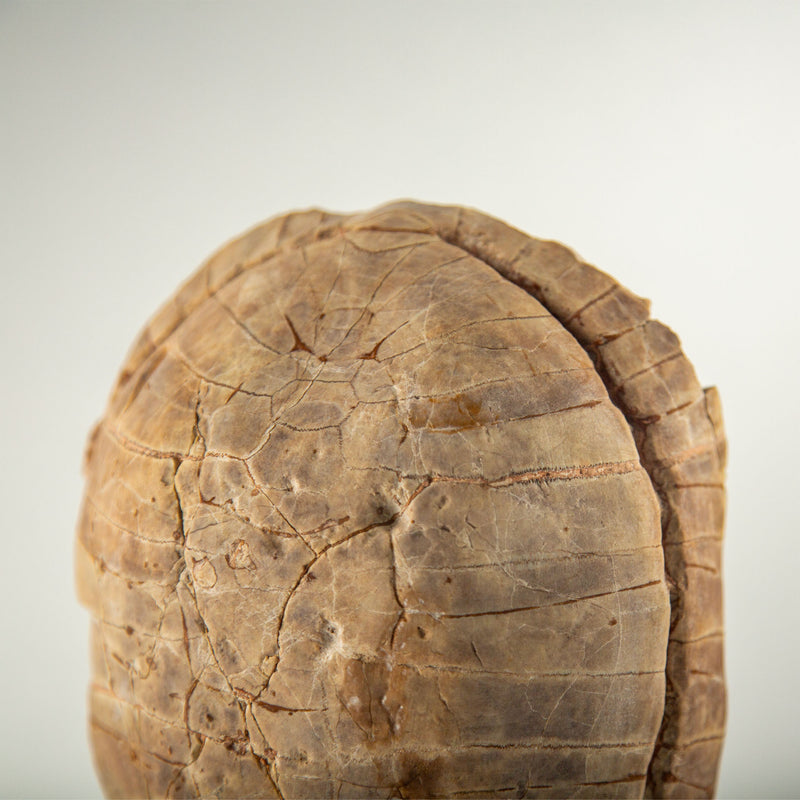 Miocene Fossilized Turtle Carapace on Iron Stand, 5–23 Million Years Old