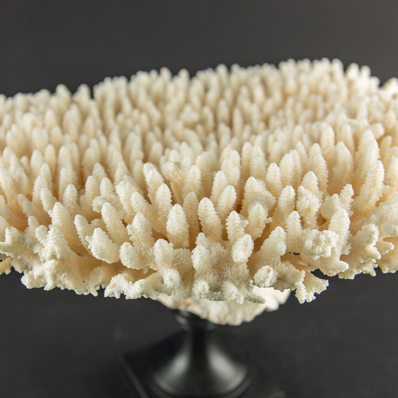 White Table Coral Specimen on Hand-Turned Italian Black Lacquer Pedestal
