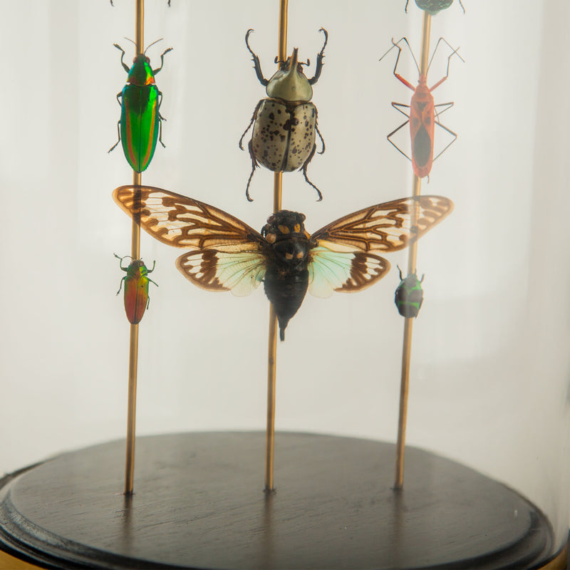 Hasharat, Totems III: Entomological Composition in a 19th-Century Glass Dome