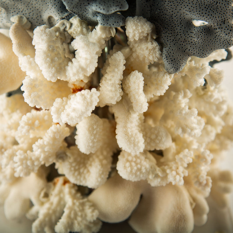 Natural Coral Reef Table Lamp with Blue Gorgonian and White Reef Corals