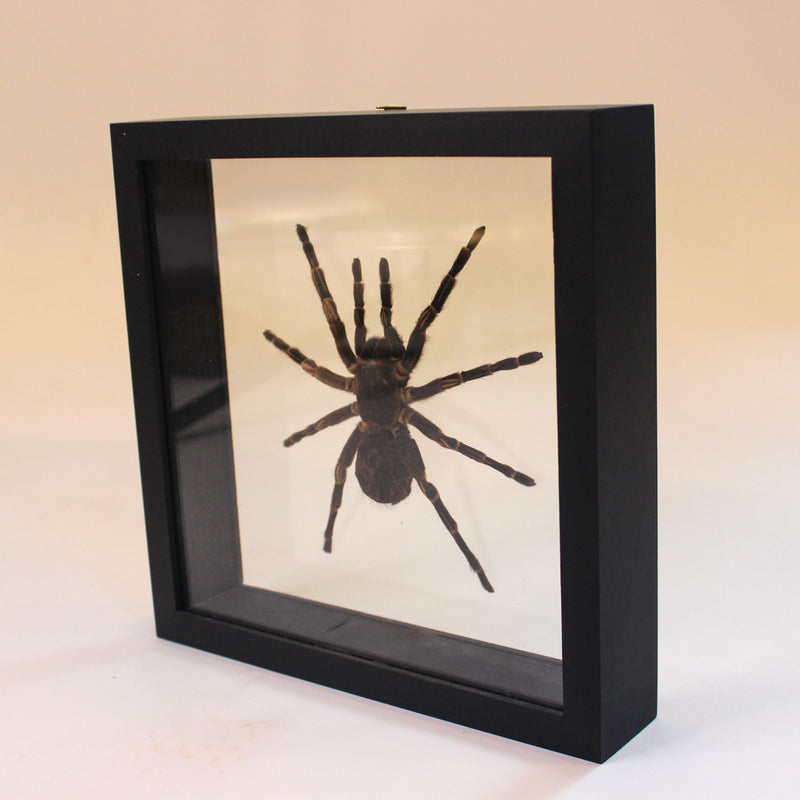 Framed Peruvian Tarantula, Lasiodorides striatus