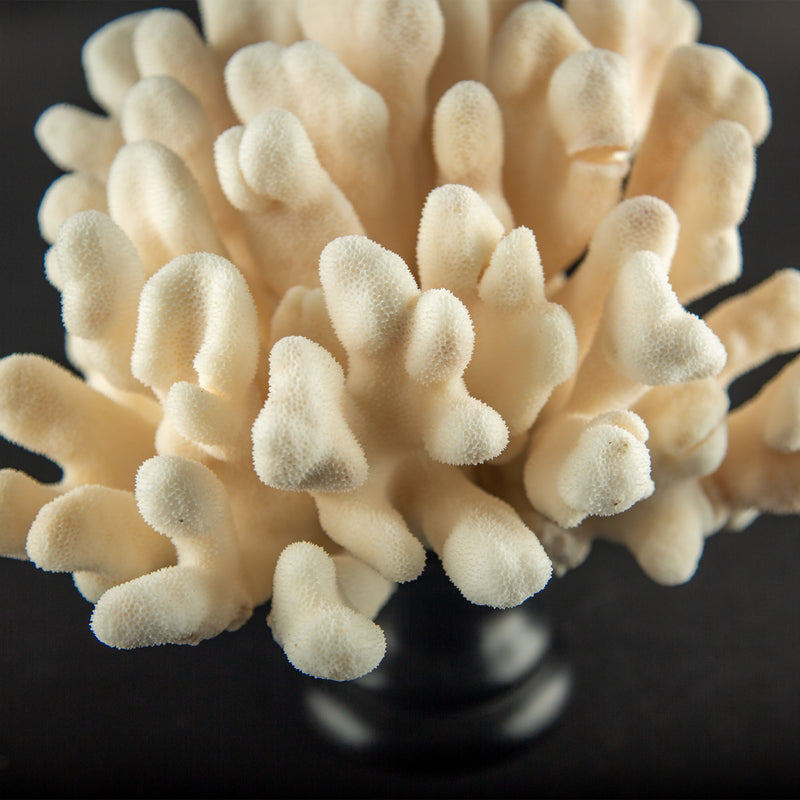 Ivory Cat’s Paw Coral Specimen on Italian Black Lacquer Pedestal