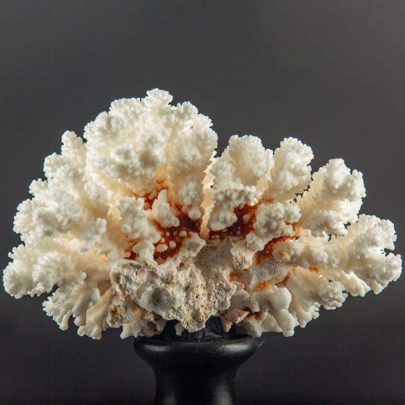 White Brown Stem Coral Specimen on Hand-Turned Italian Black Lacquer Pedestal