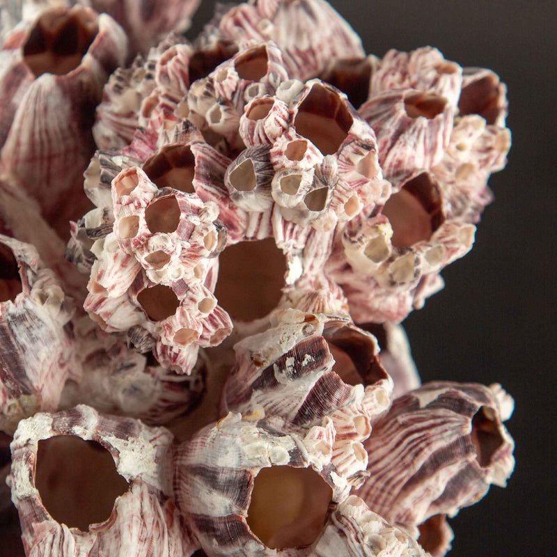 Mounted Acorn Barnacles
