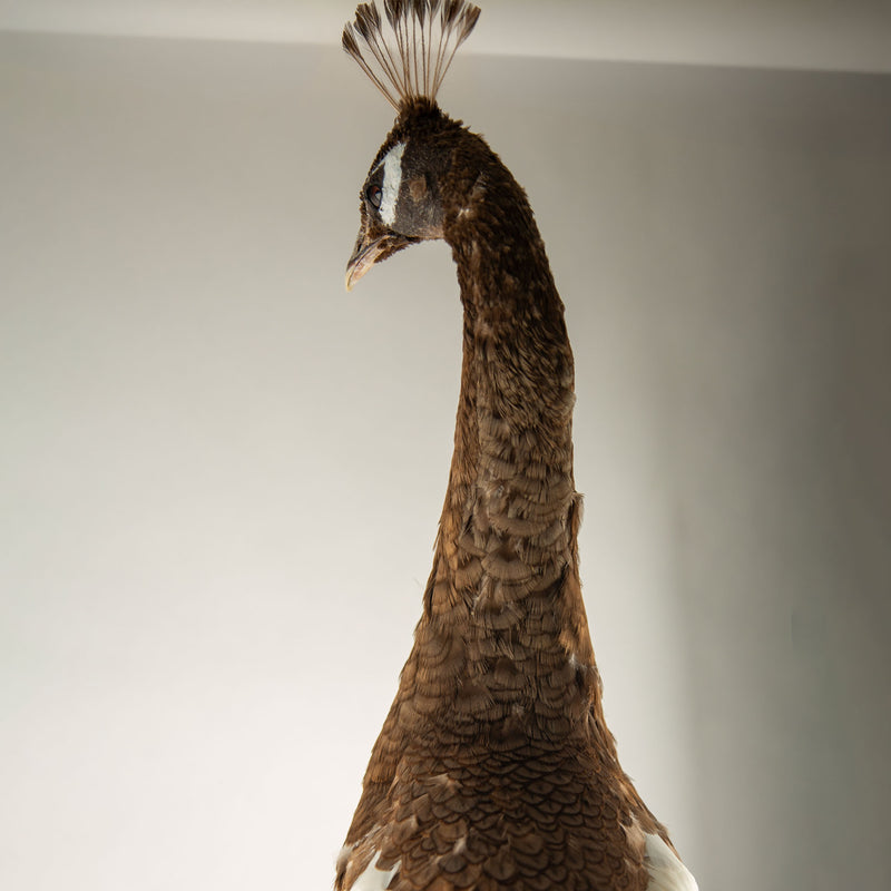 Exquisite Pied Peacock Taxidermy: A Majestic Display of Rarity and Elegance