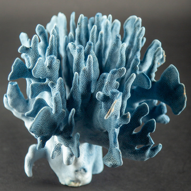 Sculptural Indo-Pacific Blue Coral Specimen with Intricate Branching Formation
