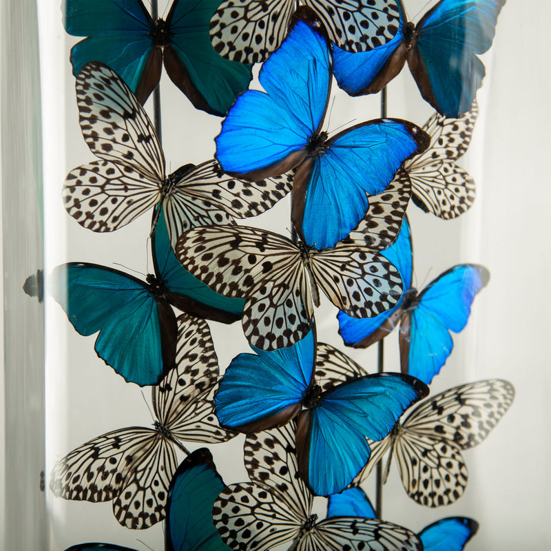 Halcyon by Hasharat: Cobalt Morpho Butterflies Under a 19th-Century Glass Dome