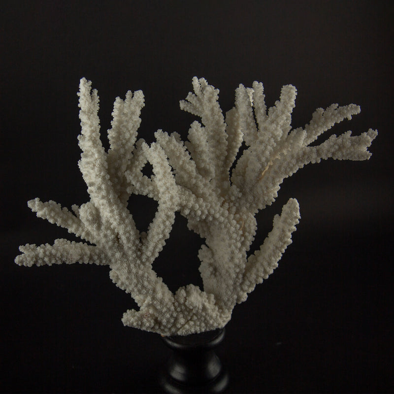 Large Mounted White Branch Coral Specimen