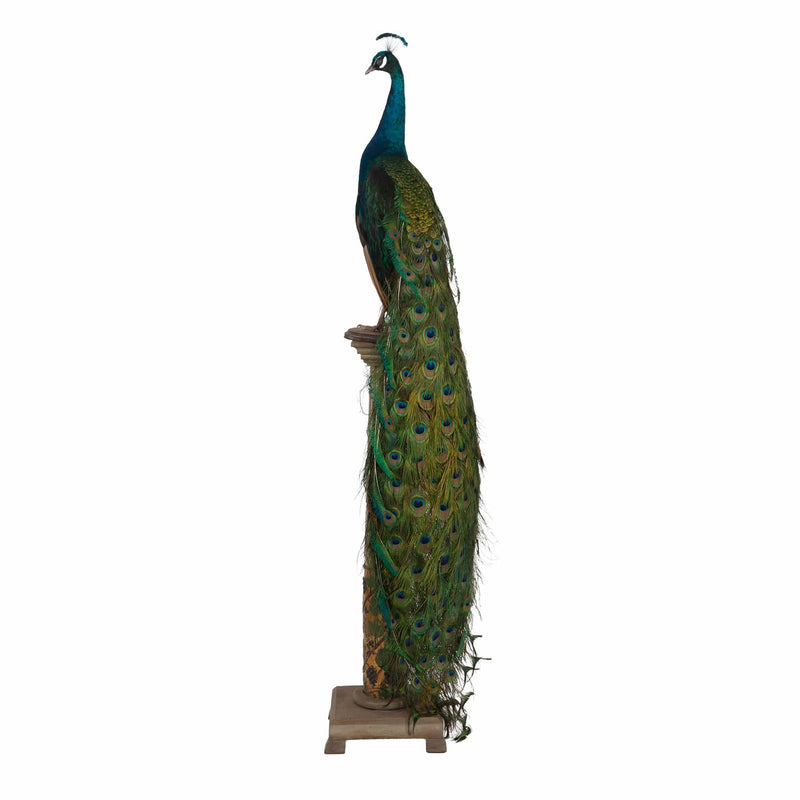 Regal Splendor: Indian Blue Peacock Taxidermy Masterpiece