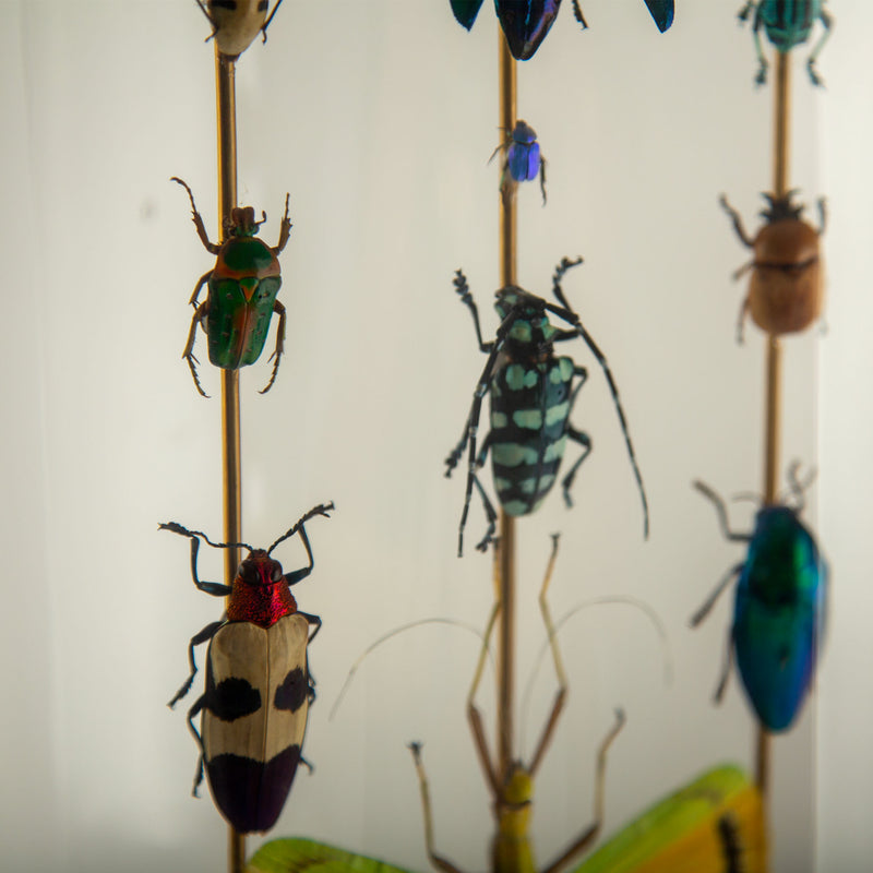 Hasharat, Totems III: Entomological Composition in a 19th-Century Glass Dome