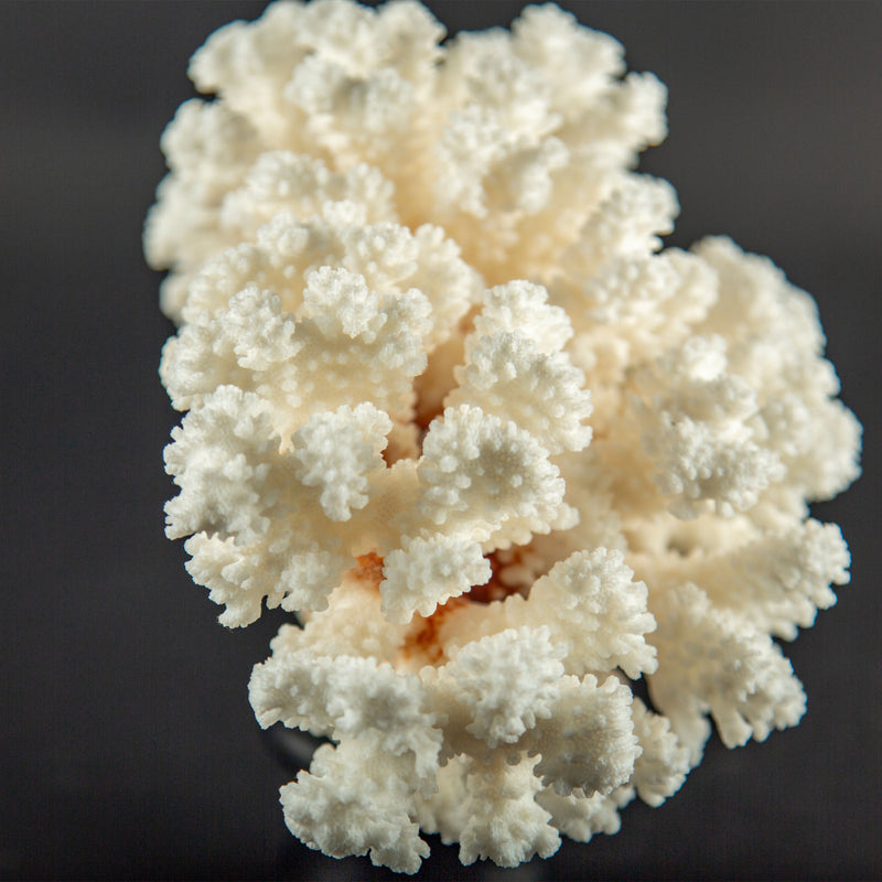 White Brown Stem Coral Specimen on Hand-Turned Italian Black Lacquer Pedestal
