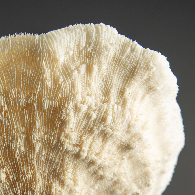White Cup Coral on Custom Italian Black Lacquer Mount