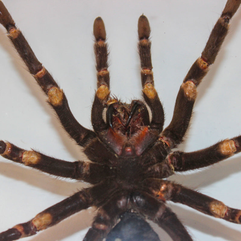 Framed Peruvian Tarantula, Lasiodorides striatus