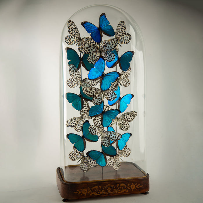 Halcyon by Hasharat: Cobalt Morpho Butterflies Under a 19th-Century Glass Dome