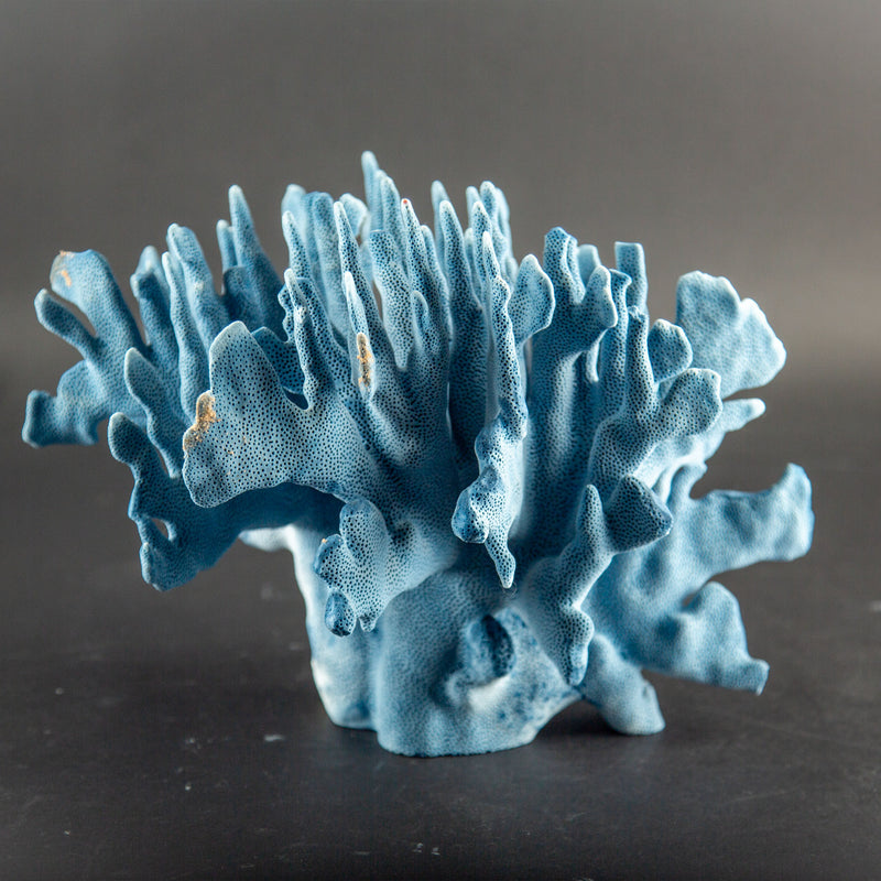 Sculptural Indo-Pacific Blue Coral Specimen with Intricate Branching Formation