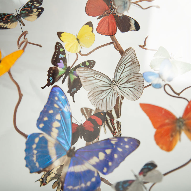 Hasharat “Summer Garden” Butterfly Specimen Display in 19th-Century Glass Dome