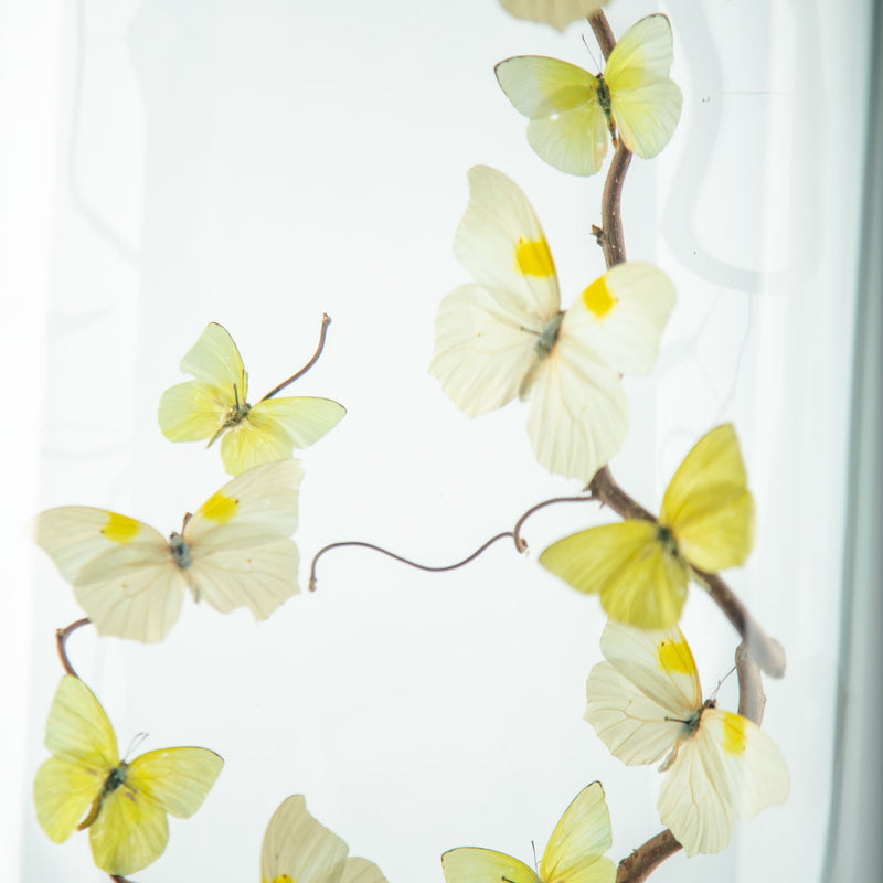 Spun Sugar by Hasharat Butterfly Specimen Display Under Glass Dome