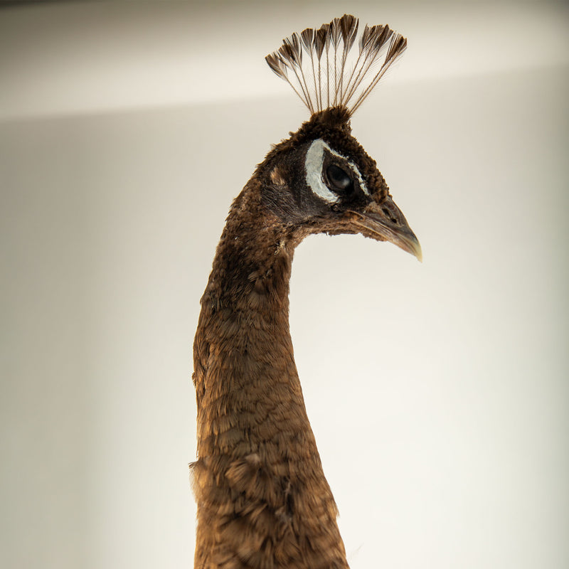 Exquisite Pied Peacock Taxidermy: A Majestic Display of Rarity and Elegance