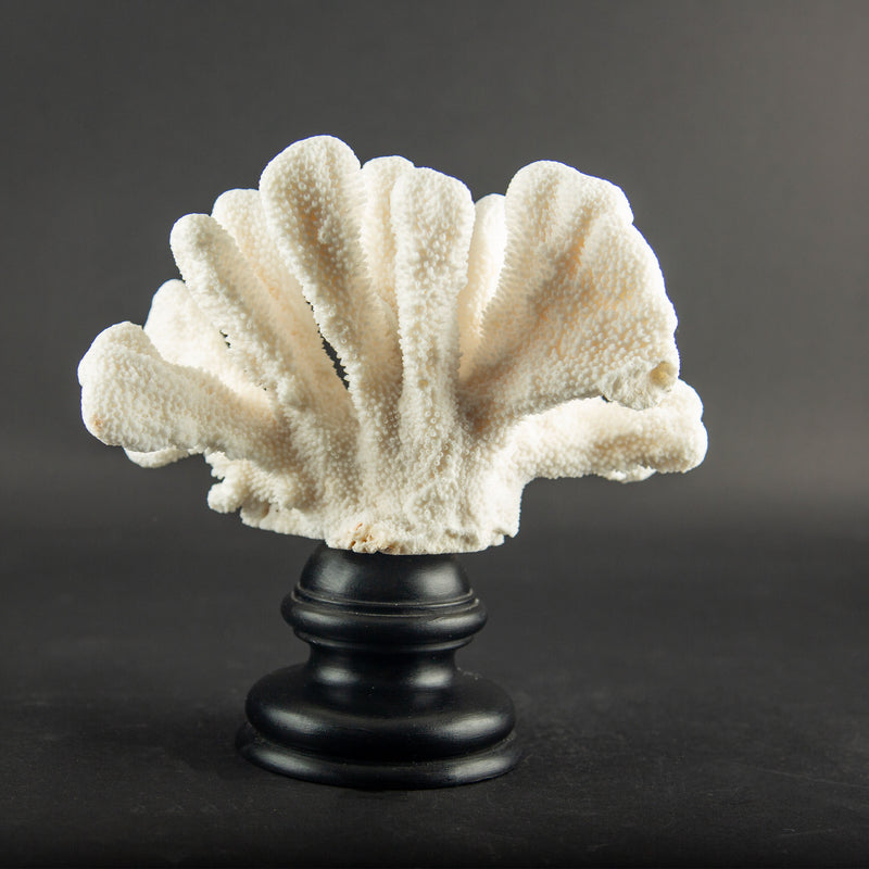 White Cat’s Paw Coral Specimen on Hand-Turned Italian Black Lacquer Pedestal