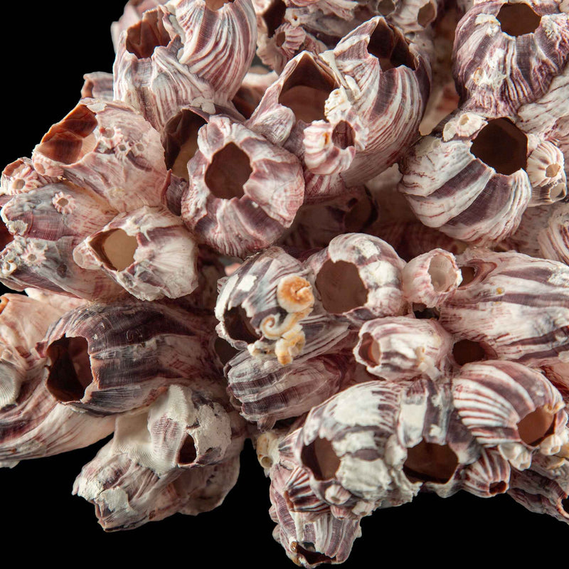Mounted Acorn Barnacle