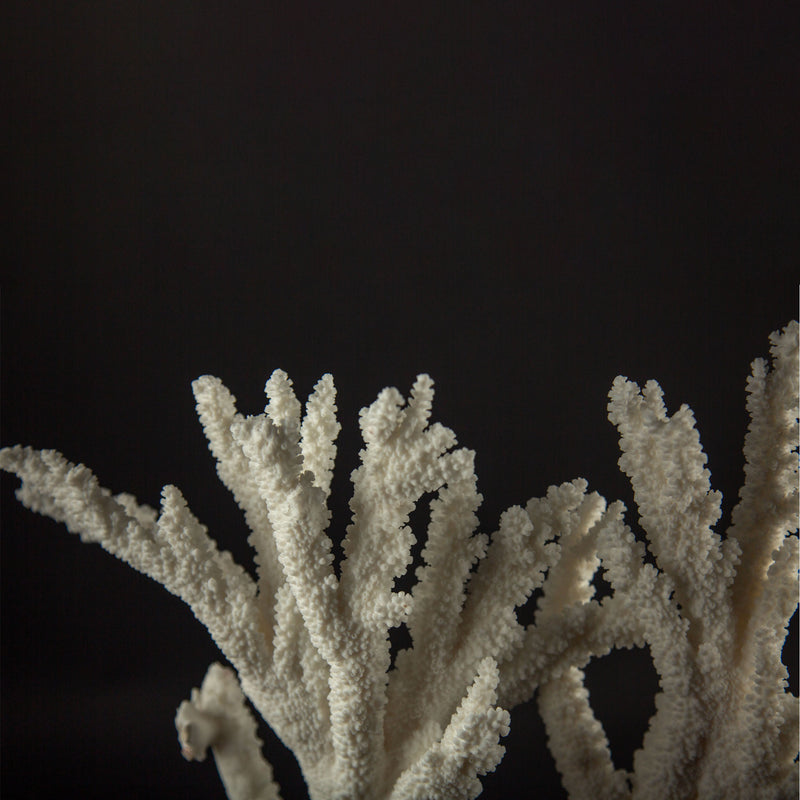 Large Mounted White Branch Coral Specimen