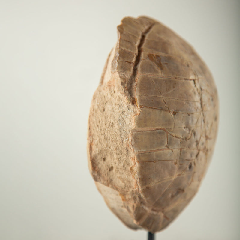 Miocene Fossilized Turtle Carapace on Iron Stand, 5–23 Million Years Old