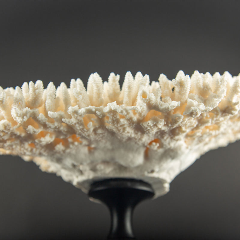 White Table Coral Specimen on Hand-Turned Italian Black Lacquer Pedestal