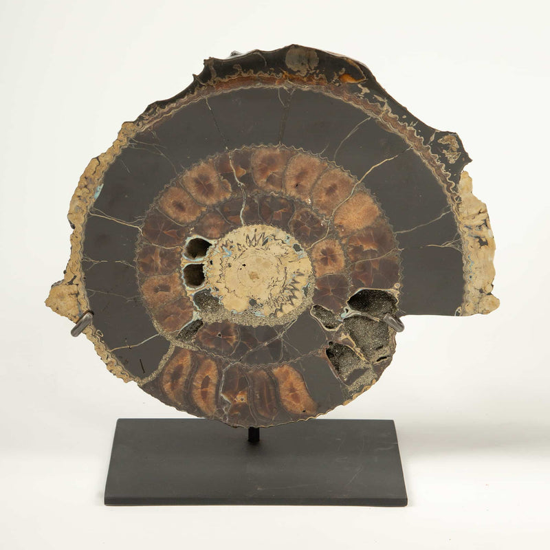 Pair of Mounted Pyritized Ammonites, 12 Inches, Mesozoic Era