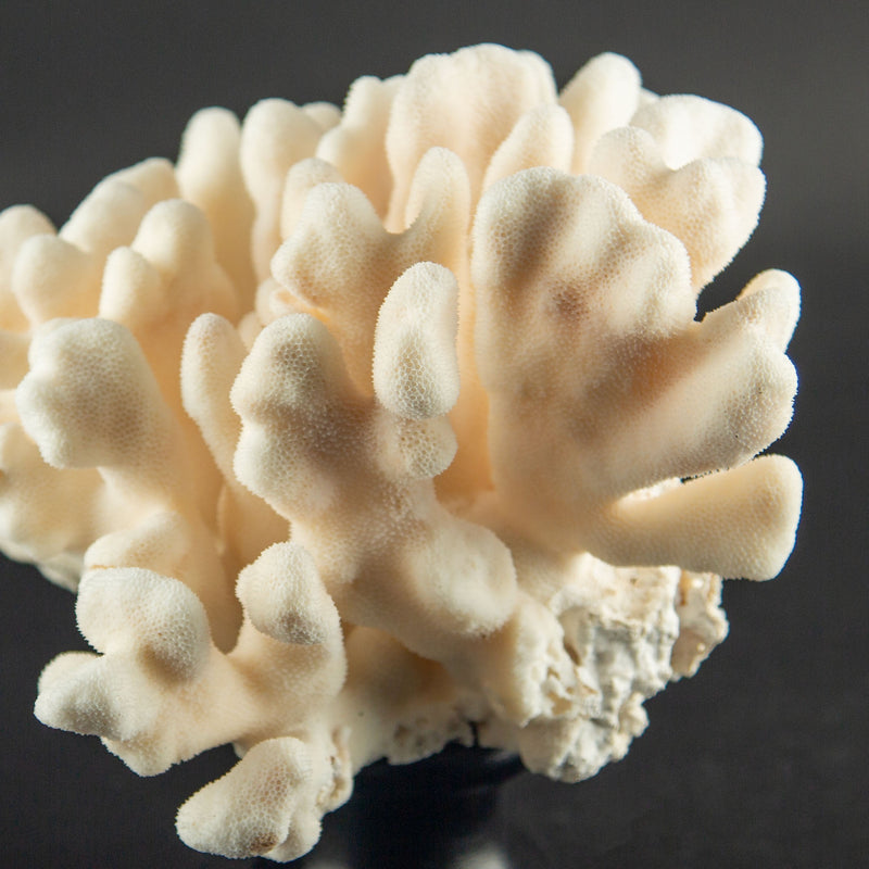 Ivory Cat’s Paw Coral Specimen on Italian Black Lacquer Pedestal