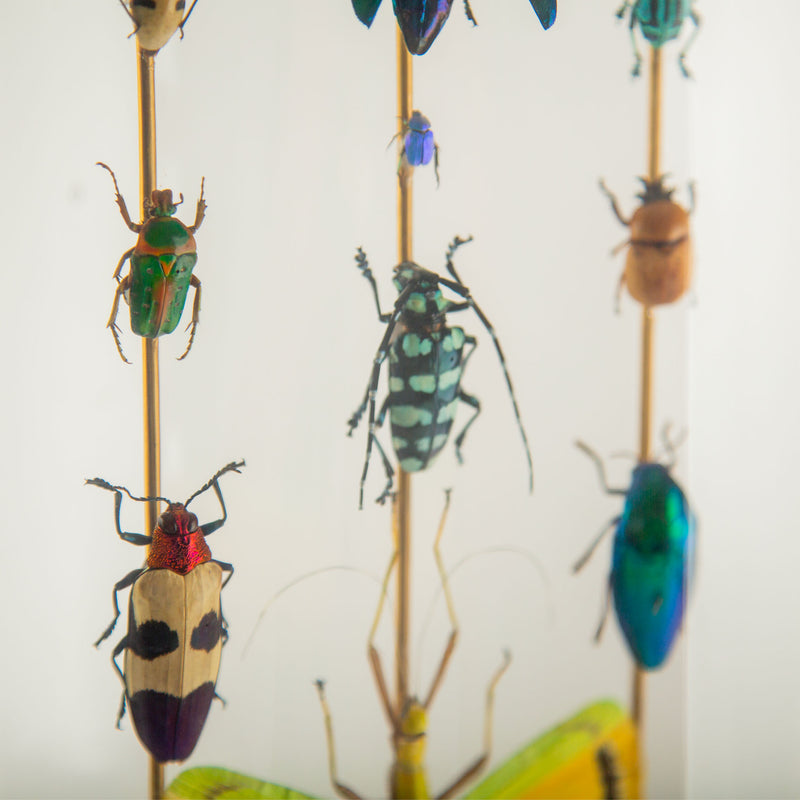 Hasharat, Totems III: Entomological Composition in a 19th-Century Glass Dome