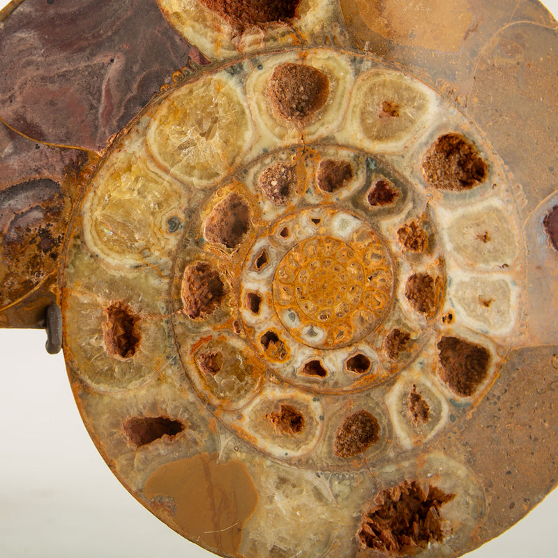Pair of Jurassic–Cretaceous Polished Ammonite Fossils on Stands