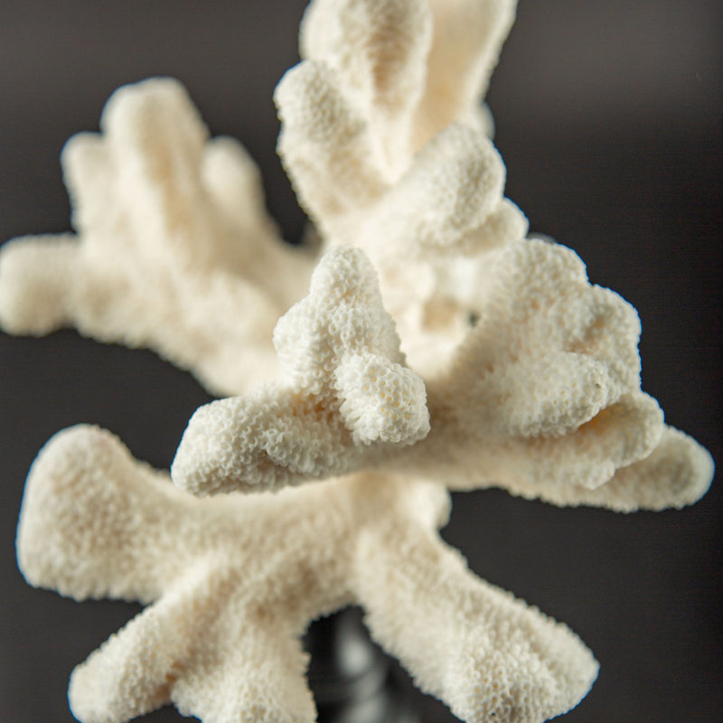 Sculptural White Cat’s Paw Coral on Italian Black Lacquer Pedestal