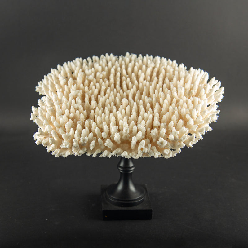 White Table Coral Specimen on Hand-Turned Italian Black Lacquer Pedestal