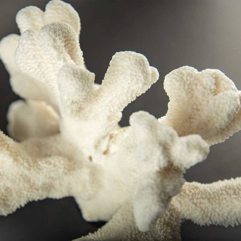 Sculptural White Cat’s Paw Coral on Italian Black Lacquer Pedestal