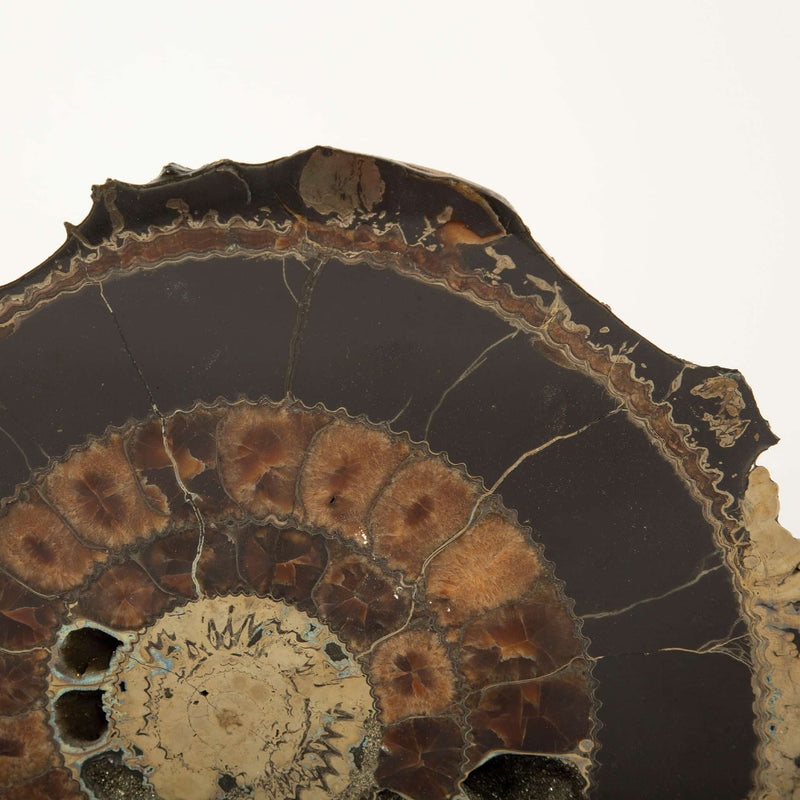 Pair of Mounted Pyritized Ammonites, 12 Inches, Mesozoic Era