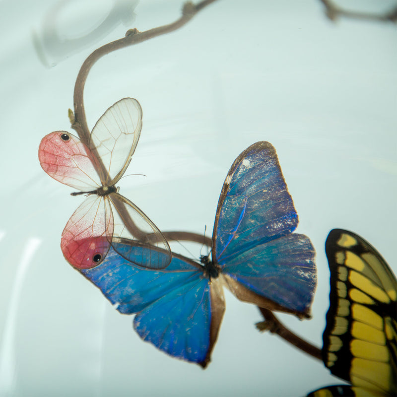 Hasharat “Summer Garden” Butterfly Specimen Display in 19th-Century Glass Dome
