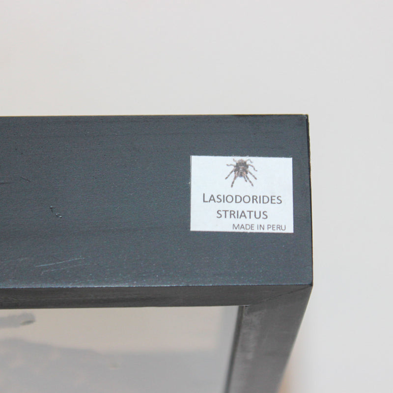 Framed Peruvian Tarantula, Lasiodorides striatus