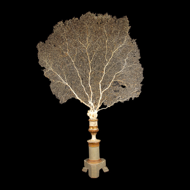 Imposing 19th-Century Gilt Sailor's Pricket with Mounted Natural Sea Fan- 62"H